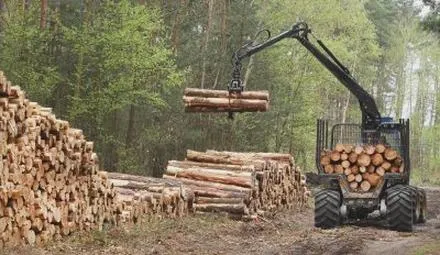 Branża leśna
