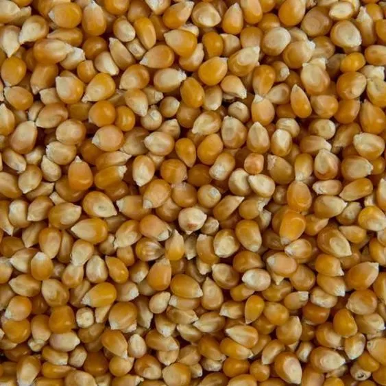 Ziarna do popcornu